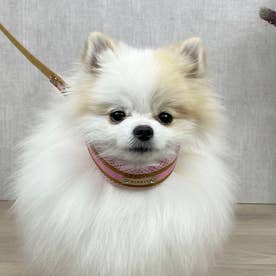ラッセルクッションワンタッチカラー S 小型犬用首輪【返品不可商品】 （ピンク）
