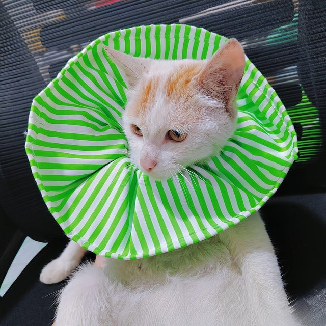 エリザベスカラー 猫 ソフト【返品不可商品】 （グリーン）
