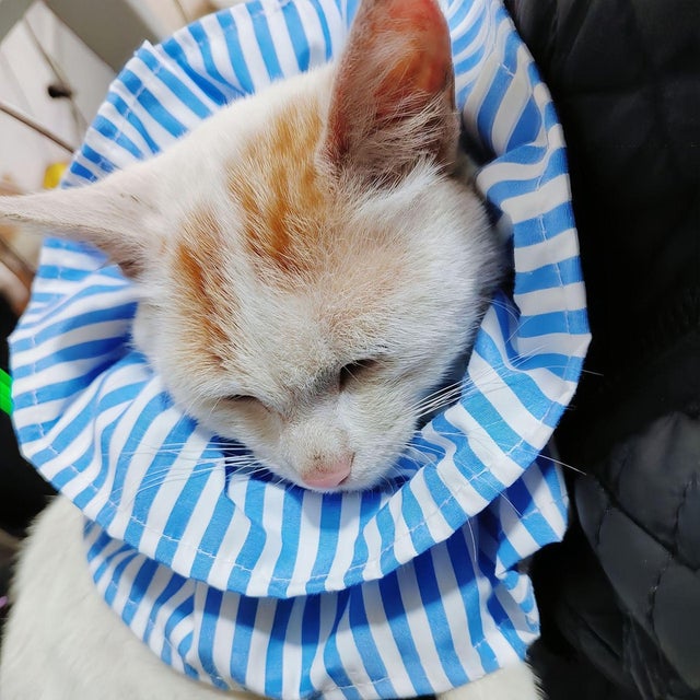 エリザベスカラー 猫 ソフト【返品不可商品】 （ブルー）