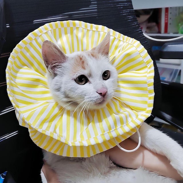 エリザベスカラー 猫 ソフト【返品不可商品】 （イエロー）