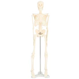人体骨格模型 humiltg23 （ホワイト）
